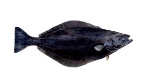 3 Oz Greenland Halibut