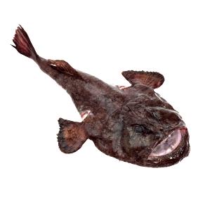 3 Oz Monkfish, Cooked (Goosefish, Anglerfish)