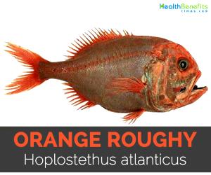 3 Oz Orange Roughy