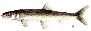 3 Oz Rainbow Smelt (Fish)