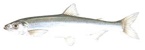 3 Oz Smelt, Rainbow, Cooked