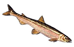 3 Oz Smelt, Rainbow, Raw