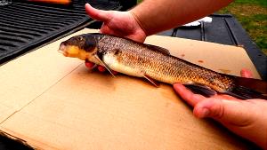 3 Oz White Sucker (Fish) (Cooked, Dry Heat)