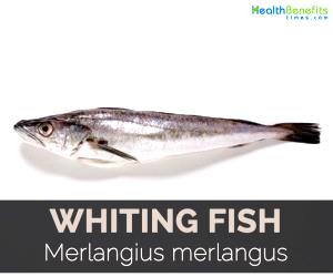 3 Oz Whiting (Fish) (Mixed Species)