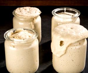 3.5 Oz Apple Wheat Starter