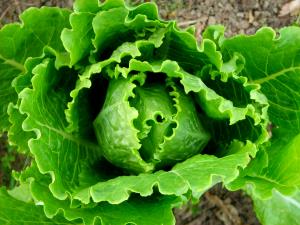 4 leaves (85 g) Cosmopolitan Lettuce Leaves