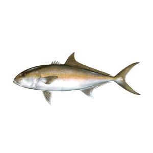 4 oz (112 g) Amberjack