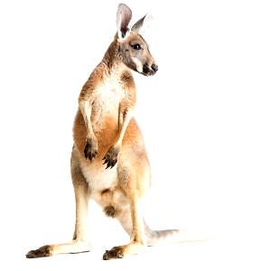 4 oz (113 g) Ground Kangaroo