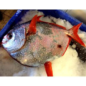4 oz (113 g) Opah