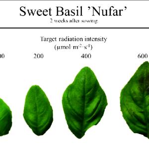 5 Leaves Basil