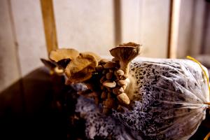 5 Mediums Mushrooms, Raw