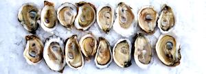 6 Mediums Oyster, Eastern, Wild, Raw
