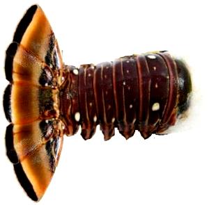 6 Oz Lobster Tails (Warm Water)