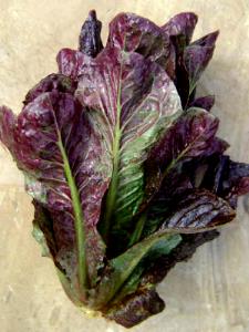 6 romaine leaves Red Romaine Lettuce