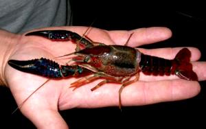 8 Crayfish Crayfish (Crawfish)