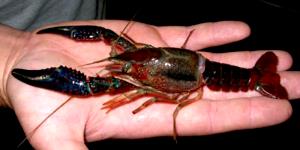 8 Crayfish Wild Crayfish (Crawfish)