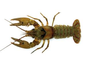 8 Crayfishes Crayfish, Farmed, Raw (Crawfish, Crawdad)