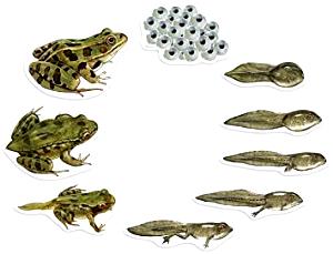 8 pieces (40 g) Frogs