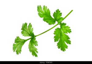 9 Sprigs Coriander, Raw (Cilantro, Chinese Parsley)