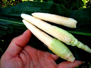 1/4 cup (28 g) Baby Sweet Corn