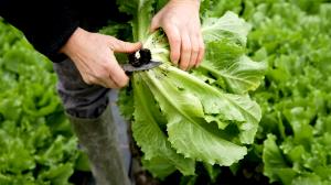 1 Cup Escarole