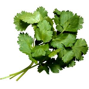 1 Lb Cilantro (Coriander)