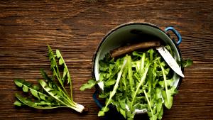1 Lb Dandelion Greens (with Salt, Drained, Cooked, Boiled)