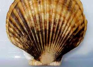1 Lb Scallop (Mixed Species)