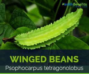 1 Lb Winged Bean Leaves
