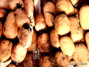 1 Root (9-1/2 Long) Lotus Root