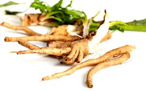 1 Root Chicory Roots
