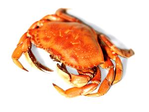1 Whole (163.0 G) Dungeness Crab, raw