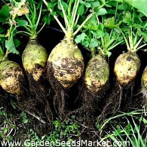 100 G Rutabagas