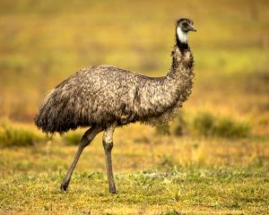 100 Grams Emu, Outside Drum, Raw