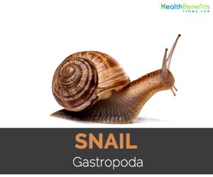 100 Grams Snail, Raw
