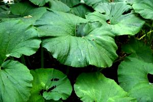 3 Stalks Butterbur (Canned)